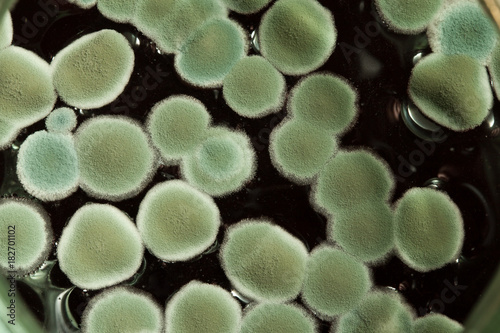 mold on juice, on drink. Harmful to human health. top view.