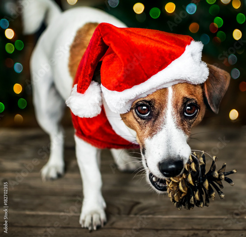 Portreit of a small adorable dog jack russel terrier in a red Santa Claus costume holding a pine cone in the mouth and looking into the camera. Merry Christmas. Happy New Year © tanya69