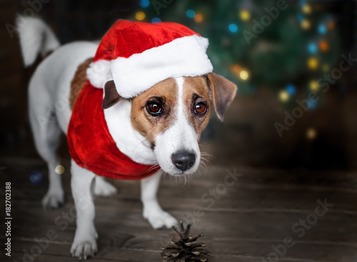 A small dog jack russel terrier dressed in a Santa Claus suit standing near the Christmas tree and looking with curiosity into the camera. Merry Christmas. Happy New Year © tanya69