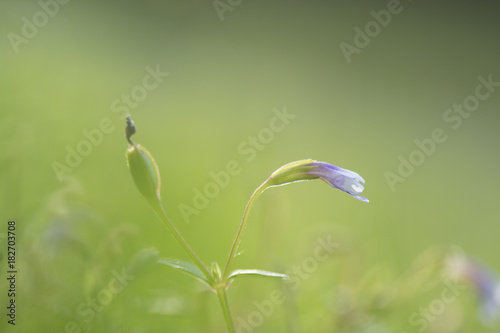 Beautiful blue flower blooming over green grass background.