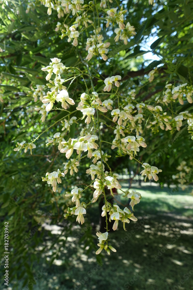 Raceme of white flowers of Styphnolobium japonicum Raceme of white flowers of Styphnolobium japonicum
