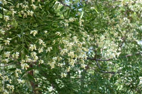 Many white flowers of Sophora japonica tree photo