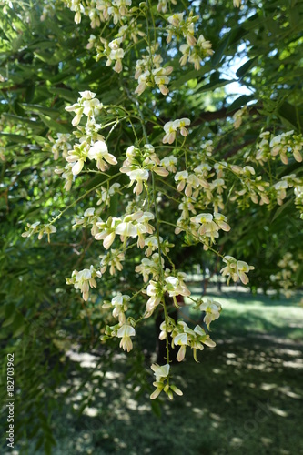 Raceme of white flowers of Styphnolobium japonicum