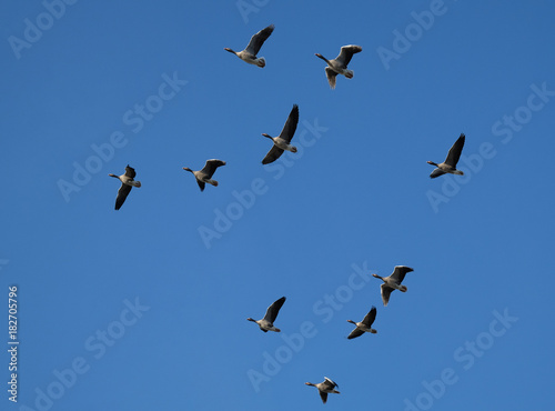 Flock of geese in flight.