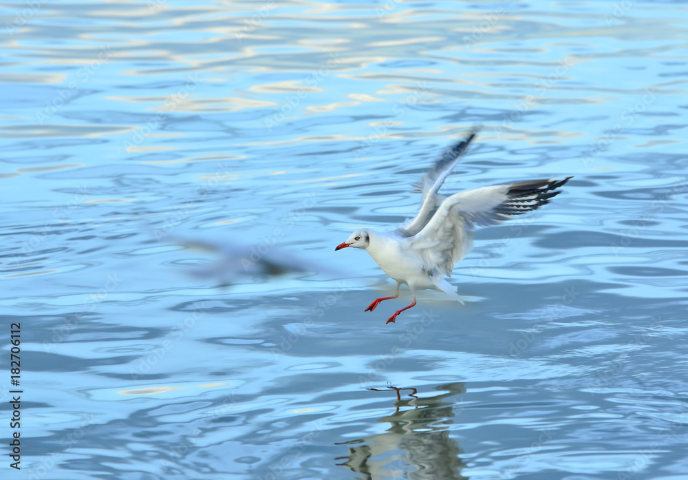 White gulls are flying in the blue sky. White gulls are flying in the blue sky.
