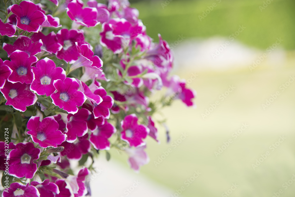 Natural view of flowers, natural landscapes Natural view of flowers, natural landscapes