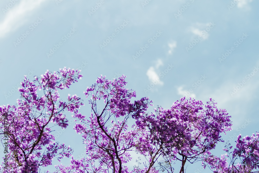 Jacaranda branches with purple flowers against blue sky with clouds