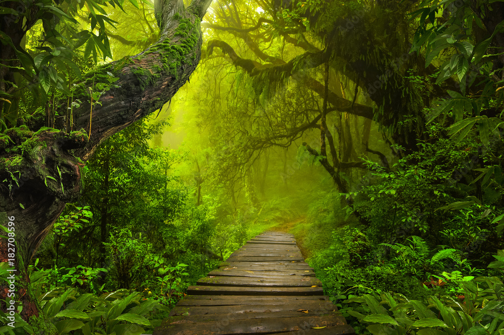 Fotografia Asian rainforest jungle - em