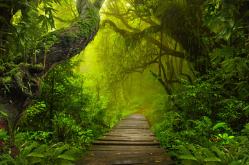 Foto auf Leinwand Wald Asiatischer Regenwald-Dschungel  © quickshooting