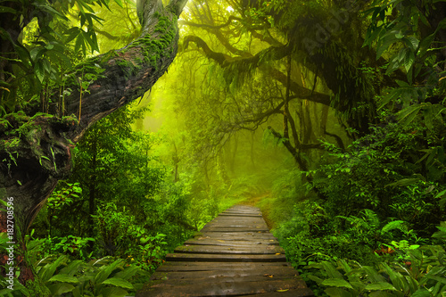 Asian rainforest jungle