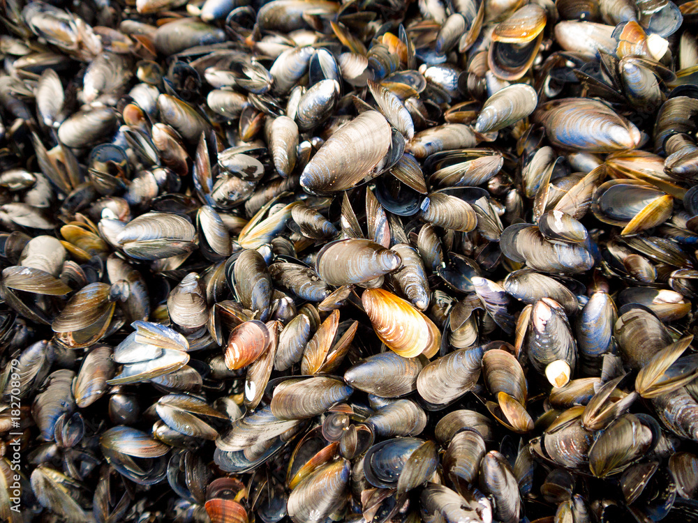 Miesmuscheln an der Küste auf Insel Rügen in Deutschland Miesmuscheln an der Küste auf Insel Rügen in Deutschland