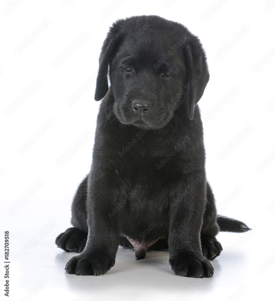 Fototapeta premium male labrador retriever