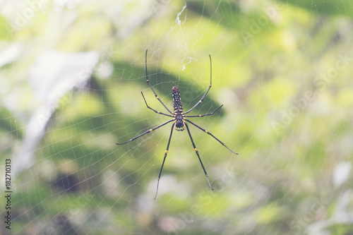 wild spider in the forest