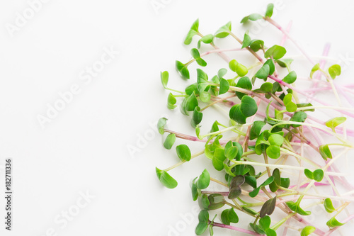 Micro greens sprouts top view, isolated