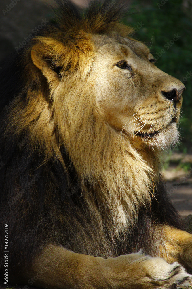 Berberlöwe, Atlaslöwe oder Nubischer Löwe, Panthera leo leo Berberlöwe, Atlaslöwe oder Nubischer Löwe, Panthera leo leo