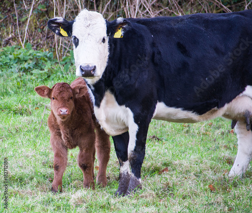 Cow with Calf