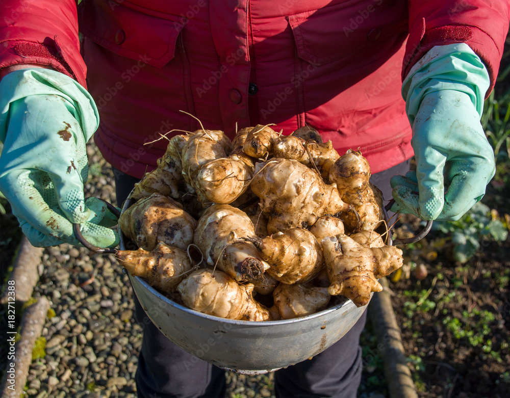 custom made wallpaper toronto digitalHarvesting Jerusalem Artichokes
