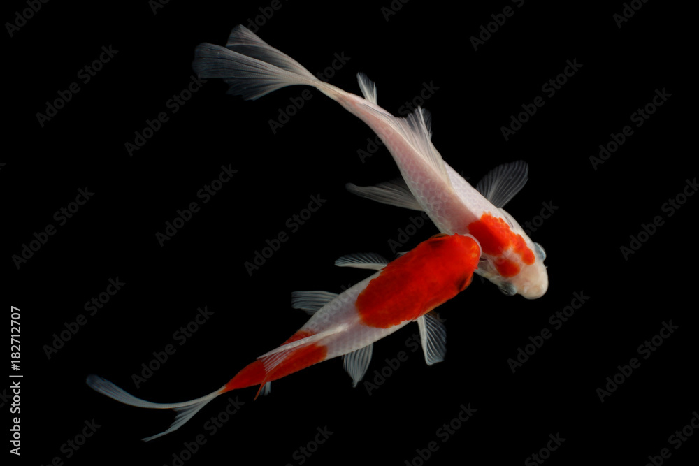 Naklejka premium Koi fish