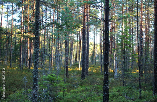 Morning in the Bergslagen Forest Sweden