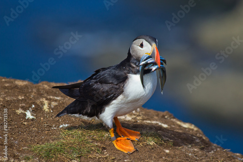 A Meal Fit For A Puffin 