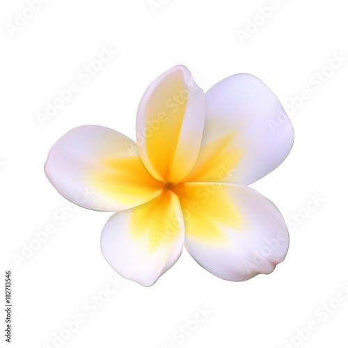 A beautiful white flower called Pachipodium Lamer, Madagascar palm, Pachypodium lamerei Isolated on White. Vector Illustration