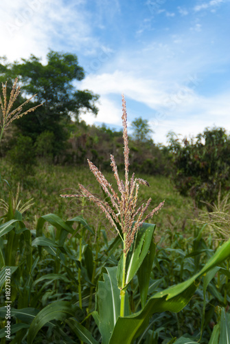 Flower plant organic corn in Guatemala. Zea mays
