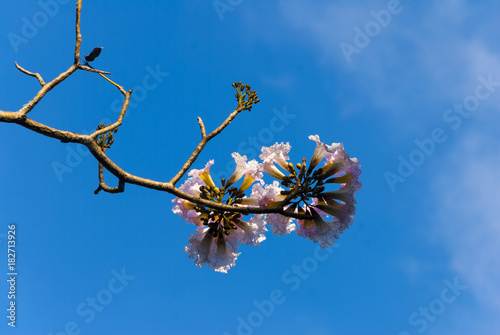 Flower Matilisguate, Tabebuia rosea (Bertol.) DC. latin america in the  Street. photo