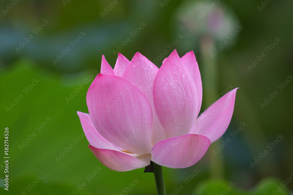 Beautiful lotus flower blooms in the pond, China Beautiful lotus flower blooms in the pond, China