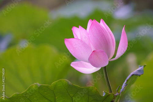 Beautiful lotus flower blooms in the pond, China
