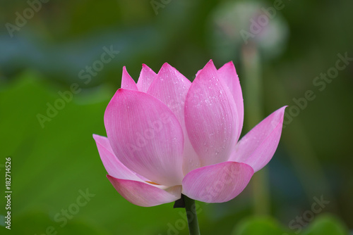 Beautiful lotus flower blooms in the pond  China