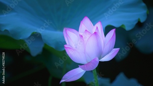 Beautiful lotus flower blooms in the pond  China