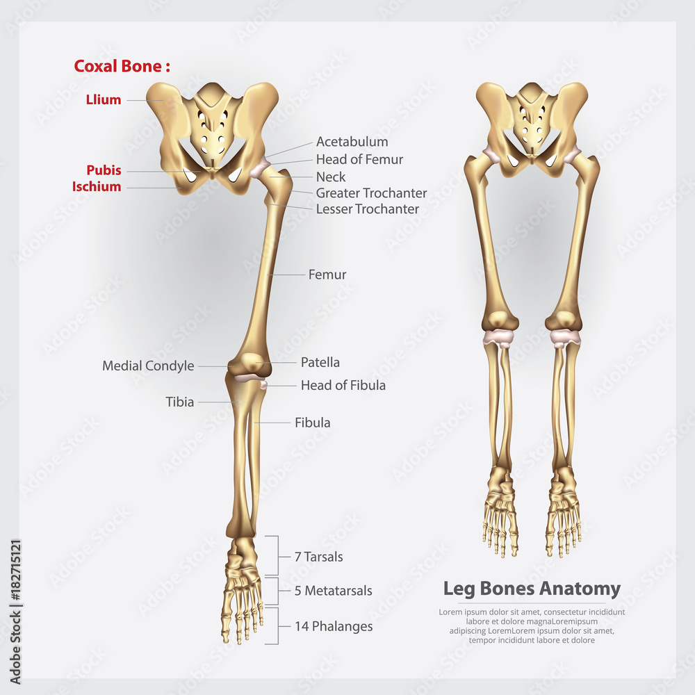 Human Anatomy Leg Bones Vector Illustration vector de Stock | Adobe Stock