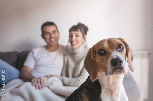 young couple sitting on a grey sofa and having fun with their cute beagle dog. Home, indoors