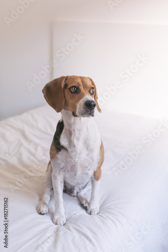 cute beautiful beagle dog sitting on bed. White background. Home, indoors. Pets