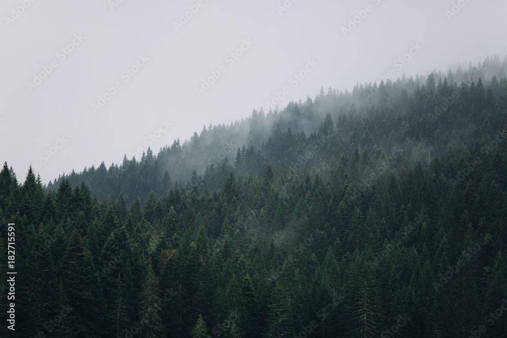 Misty pine forest on the mountains near crno lake