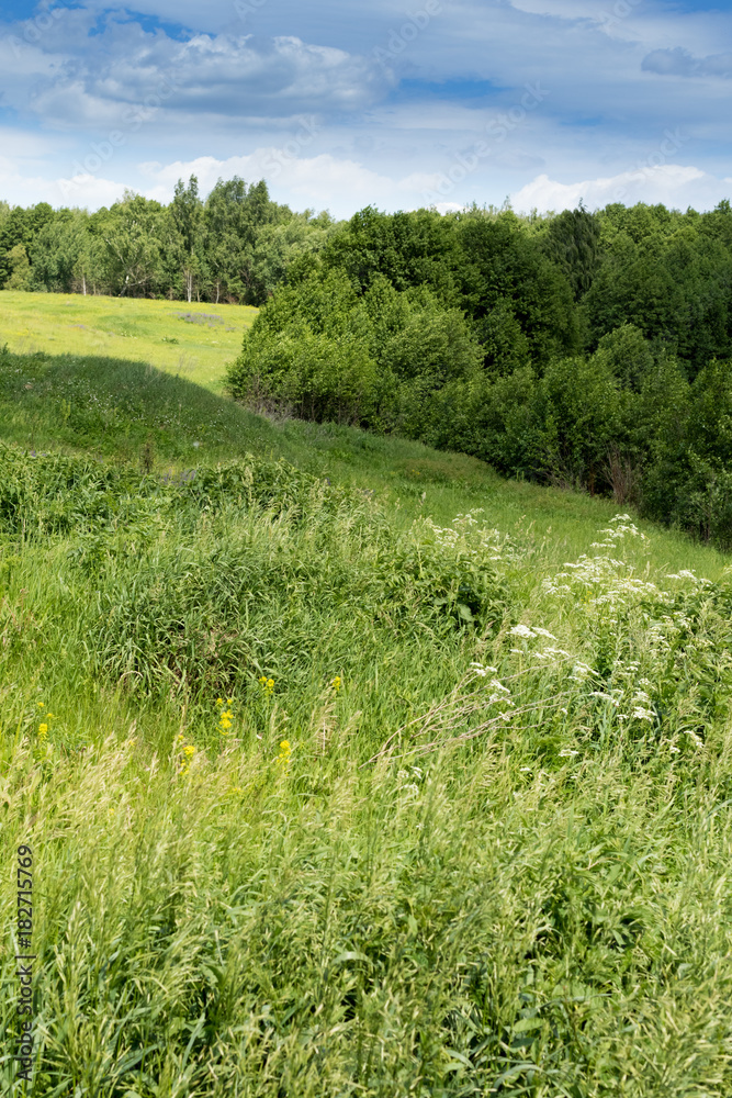 Obraz premium Acrocephalus palustris. Nest Habitat of Marsh Warbler. Landscape.