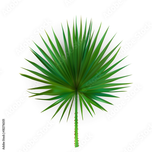 Colorful naturalistic silhouette of leaf Libistones of Chinese, Southern palm. Vector Illustration.