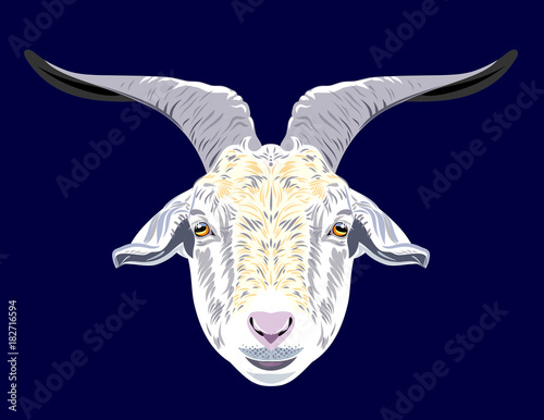 Picture of a horned goat