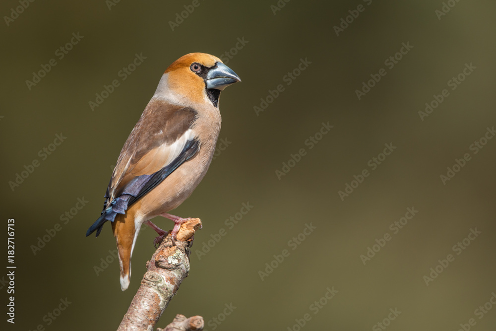 Hawfinch Hawfinch