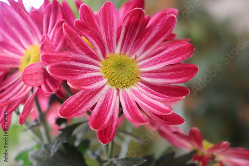 Closeup of Chrysanthemum with copy space with a blurred background.