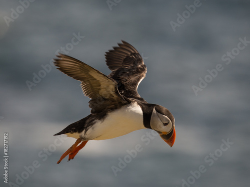Puffin in Flight © Mike