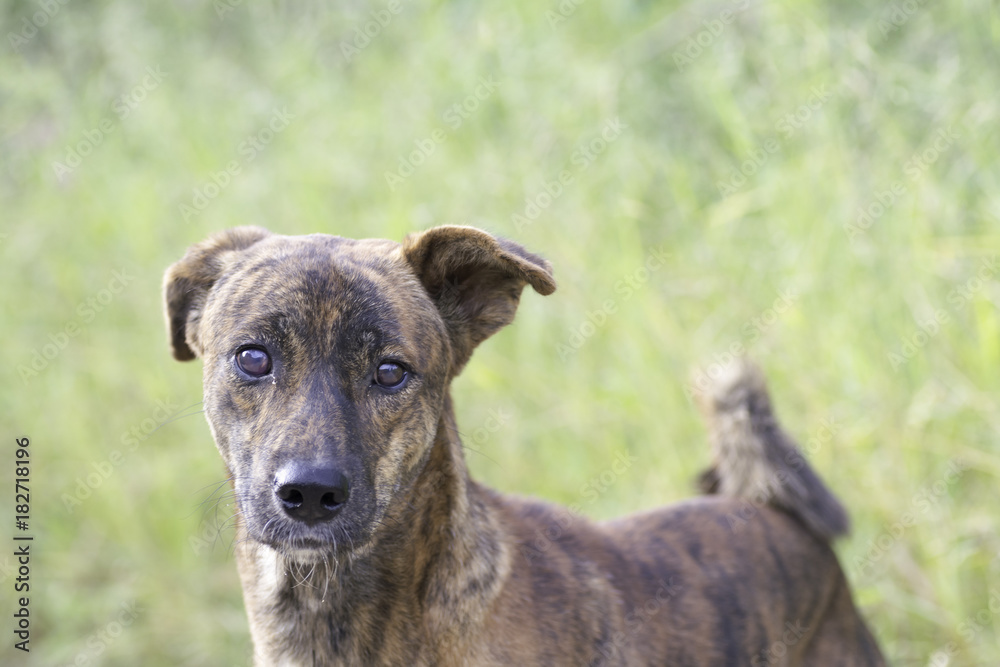 dog face portrait on Blurred Background dog face portrait on Blurred Background