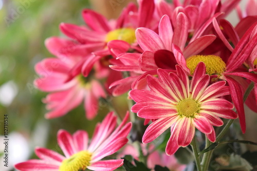 Closeup of Chrysanthemum with copy space with a blurred background.