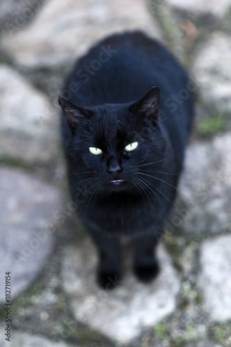 Black domestic cat sitting in front yard of house.