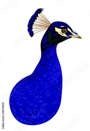 Portrait of a peacock