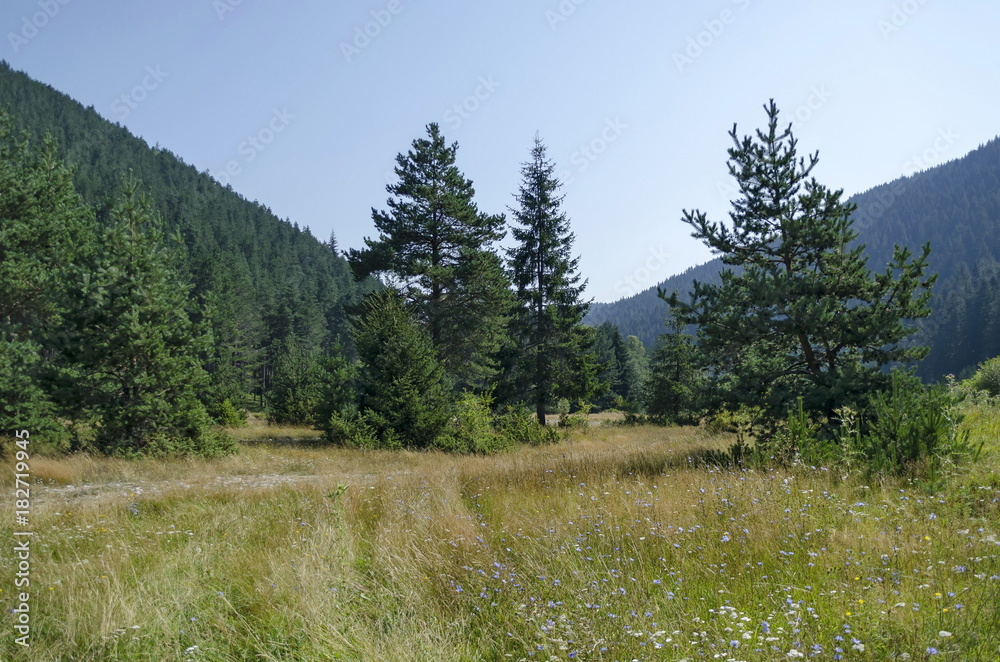 Beautiful landscape of autumnal nature with glade and coniferous forest in Rila mountain, Bulgaria Beautiful landscape of autumnal nature with glade and coniferous forest in Rila mountain, Bulgaria