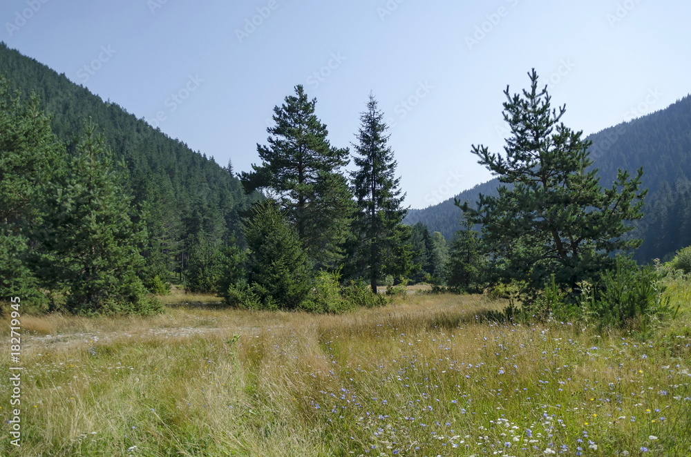 Beautiful landscape of autumnal nature with glade and coniferous forest in  Rila mountain, Bulgaria  