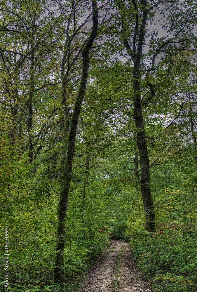 Fototapeta premium Forêt de la Rousse à Simandre-sur-Suran, Ain, France