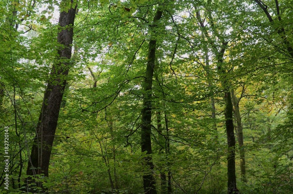 Fototapeta premium Forêt de la Rousse à Simandre-sur-Suran, Ain, France