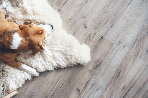 Beagle dog sleeps on sheepskin
